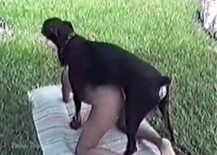 Black stallion is punishing a whore wildly
