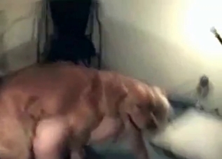 Amateur zoo fuck video in high def